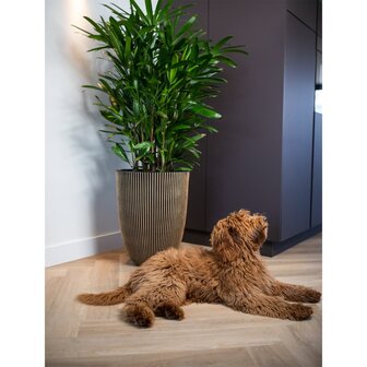 Capi Bloempot Groove elegant 46x58 cm zwart en goudkleurig 1