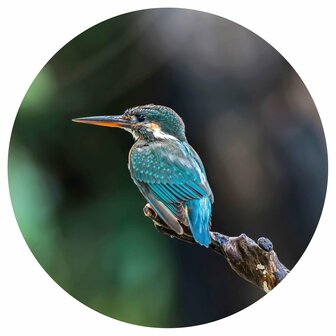 WallArt Behangcirkel The Kingfisher 142,5 cm 2