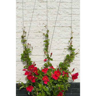 Nature Spandraadsysteem voor klimplanten 6040760 2