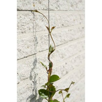 Nature Spandraadsysteem voor klimplanten 6040760 4