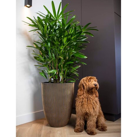 Capi Bloempot Groove elegant 46x58 cm zwart en goudkleurig 9